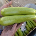 Язума F1 (КС 3714 F1) семена кабачка (Kitano Seeds)