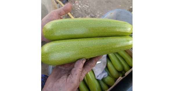 Язума F1 (КС 3714 F1) семена кабачка (Kitano Seeds) купить в