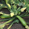 Язума F1 (КС 3714 F1) семена кабачка (Kitano Seeds)