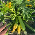 Язума F1 (КС 3714 F1) семена кабачка (Kitano Seeds)