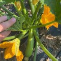 Язума F1 (КС 3714 F1) семена кабачка (Kitano Seeds)