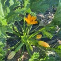 Язума F1 (КС 3714 F1) семена кабачка (Kitano Seeds)