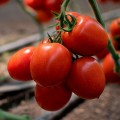 Банти F1 (КС 3819 F1) семена помидора индетерминантного (Kitano Seeds)