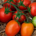 Банти F1 (КС 3819 F1) семена помидора индетерминантного (Kitano Seeds)