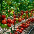 Банти F1 (КС 3819 F1) семена помидора индетерминантного (Kitano Seeds)
