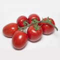 Банти F1 (КС 3819 F1) семена помидора индетерминантного (Kitano Seeds)
