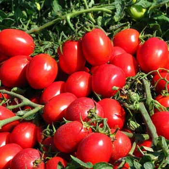 КС 470 F1 (KS 470 F1) семена помидора детерминантного (Kitano Seeds)