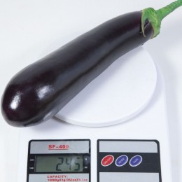 КС 4804 F1 (КS 4804 F1) семян баклажана раннего (Kitano Seeds)