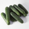 Синклер F1 (КС 80 F1) семена огурца партенокарпического (Kitano Seeds)
