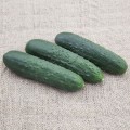Синклер F1 (КС 80 F1) семена огурца партенокарпического (Kitano Seeds)