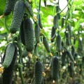 Синклер F1 (КС 80 F1) семена огурца партенокарпического (Kitano Seeds)
