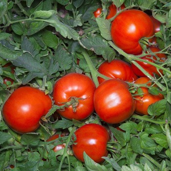 Анита (KS 829) F1 семена помидора детерминантного (Kitano Seeds)