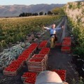 Анита (KS 829) F1 семена помидора детерминантного (Kitano Seeds)