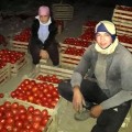 Анита (KS 829) F1 семена помидора детерминантного (Kitano Seeds)