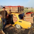 Анита (KS 829) F1 семена помидора детерминантного (Kitano Seeds)