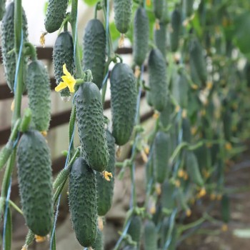 Сатоми F1 (КС 84 F1) семена огурца партенокарпического (Kitano Seeds)