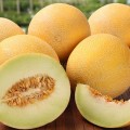 Лада семян дыни (GL Seeds)