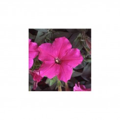 Ламбада F1 розовая (pink) семена петунии мультифлора (Hem Genetics)