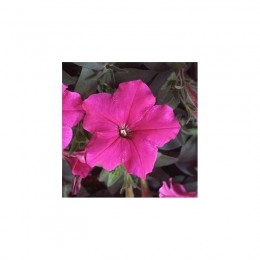 Ламбада F1 розовая (pink) семена петунии мультифлора (Hem Genetics)