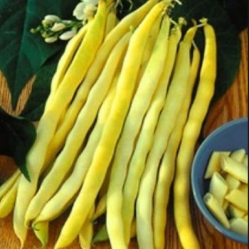 Лаурина жовта (Лаура) насіння квасолі спаржевої (Елітний ряд)
