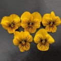 Лайета Тайгер семена виолы (Floragran)