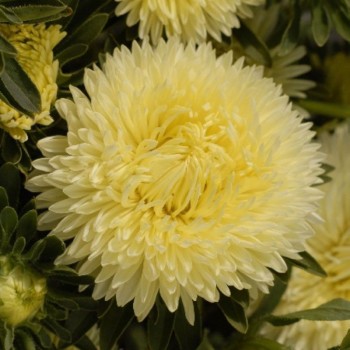 Леди Коралл желтая (Yellow) семена астры (Satimex)