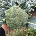 Легаси F1 семена капусты брокколи (Spark Seeds)