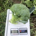 Легаси F1 семена капусты брокколи (Spark Seeds)