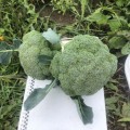 Легаси F1 семена капусты брокколи (Spark Seeds)