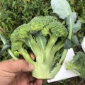 Легаси F1 семена капусты брокколи (Spark Seeds)