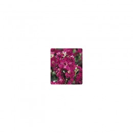 Лейла Burgundy семена левкоя (Kitano Seeds)