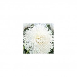 Аист семян астры (White) игольчатый (GL Seeds)