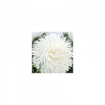 Аист семян астры (White) игольчатый (GL Seeds)