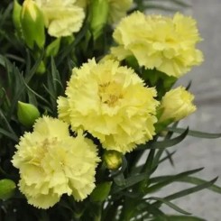 Лилипот F1 желтая (yellow) семена гвоздики китайской (Sakata)