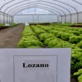 Лозано семена салата тип Лолло Бионда дражированное (Rijk Zwaan)