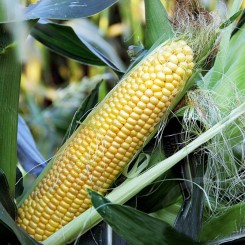 ЛС 779 (LS 779) F1 насіння кукурудзи суперсолодкої Sh2 (Lucky Seed)