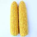 ЛС 779 (LS 779) F1 семена кукурузы суперсладкой Sh2 (Lucky Seed)