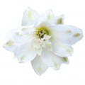 Магический Фонтан F1 белый (white) семена дельфиниума махрового (Benary)