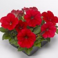 Мамбо F1 красная (red) семена петунии мультифлора (Hem Genetics)
