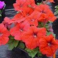 Мамбо F1 красная (red) семена петунии мультифлора (Hem Genetics)