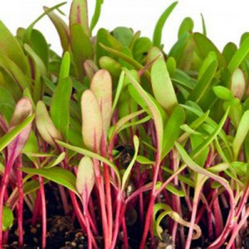 Мангольд красный семена микрозеленые (Agrocity)