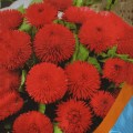 Маргаритка помпоновидная красная (red) семян (Moravoseed)