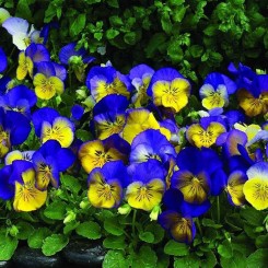 Марипоса F1 blue over yellow семена виолы (Syngenta)