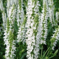 Мерло белое (white) семян сальвии (Syngenta)