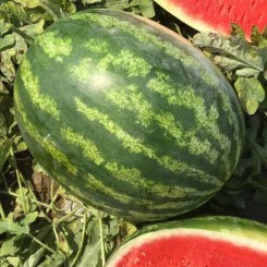 Мінерва F1 насіння кавуна раннього (Takii Seeds)
