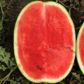 Минерва F1 семян арбуза раннего (Takii Seeds)