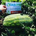 Монро F1 семена арбуза ультрараннего (Innova Seeds)