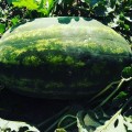 Монро F1 семена арбуза ультрараннего (Innova Seeds)