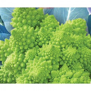 Наталино семена капусты тип Романеско (GL Seeds)