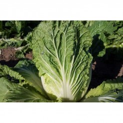 Ника F1 семена капусты пекинской (GL Seeds)